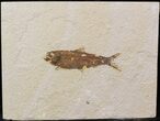 Bargain Knightia Fossil Fish - Wyoming #39678-1